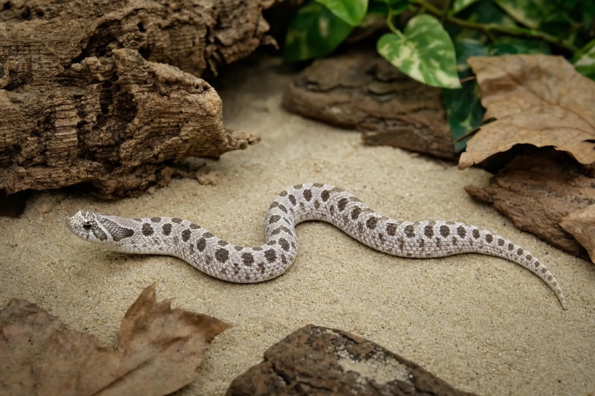 Westliche Hakennasennatter „Super Arctic Conda“ – Nachzucht, Heterodon nasicus