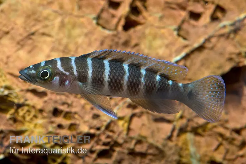Gestreifter Tanganjikabuntbarsch, Neolamprologus cylindricus
