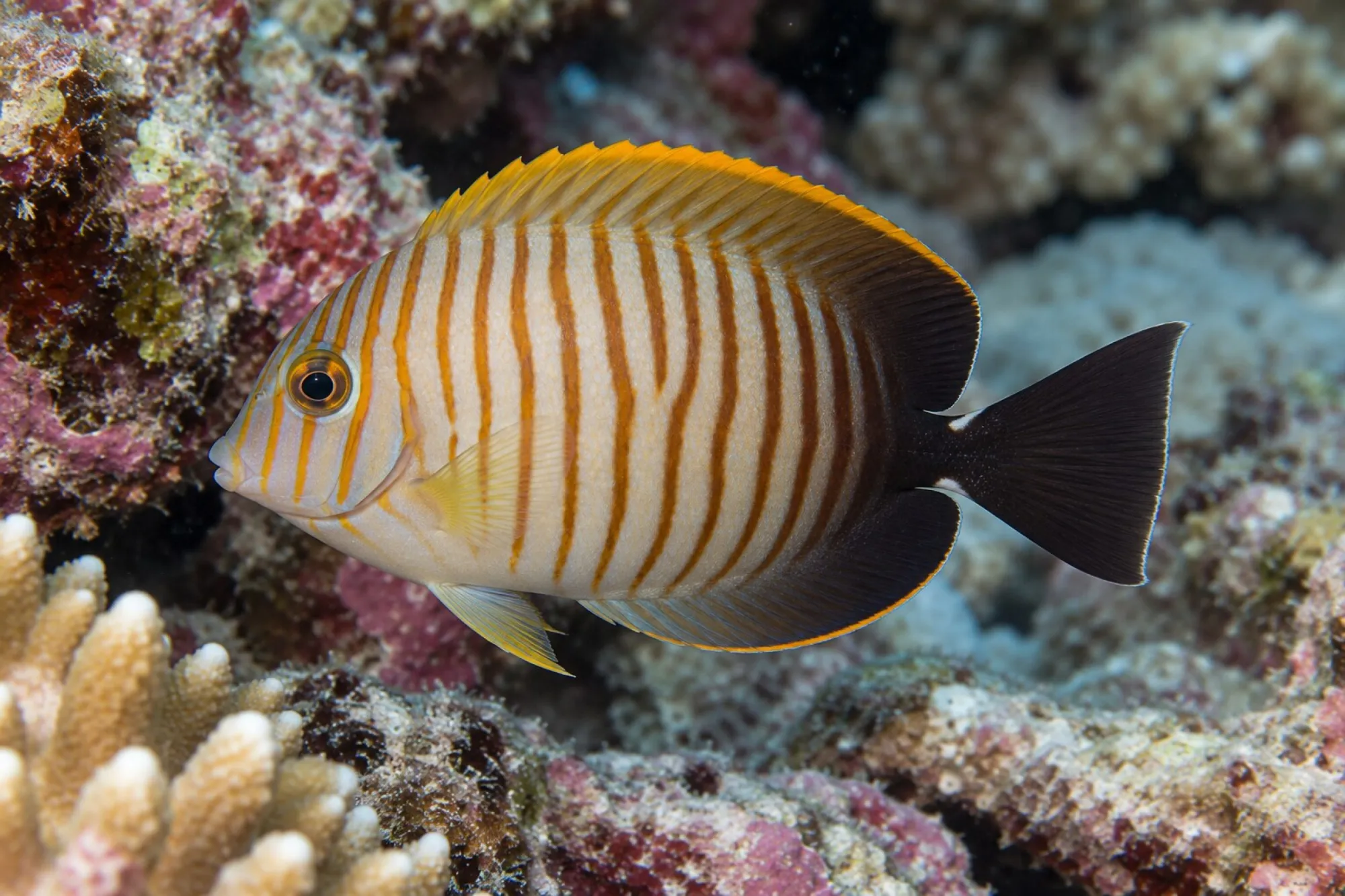 Eibli-Mimikrydoktorfisch, Acanthurus tristis, ca. 5,0-7,0 cm