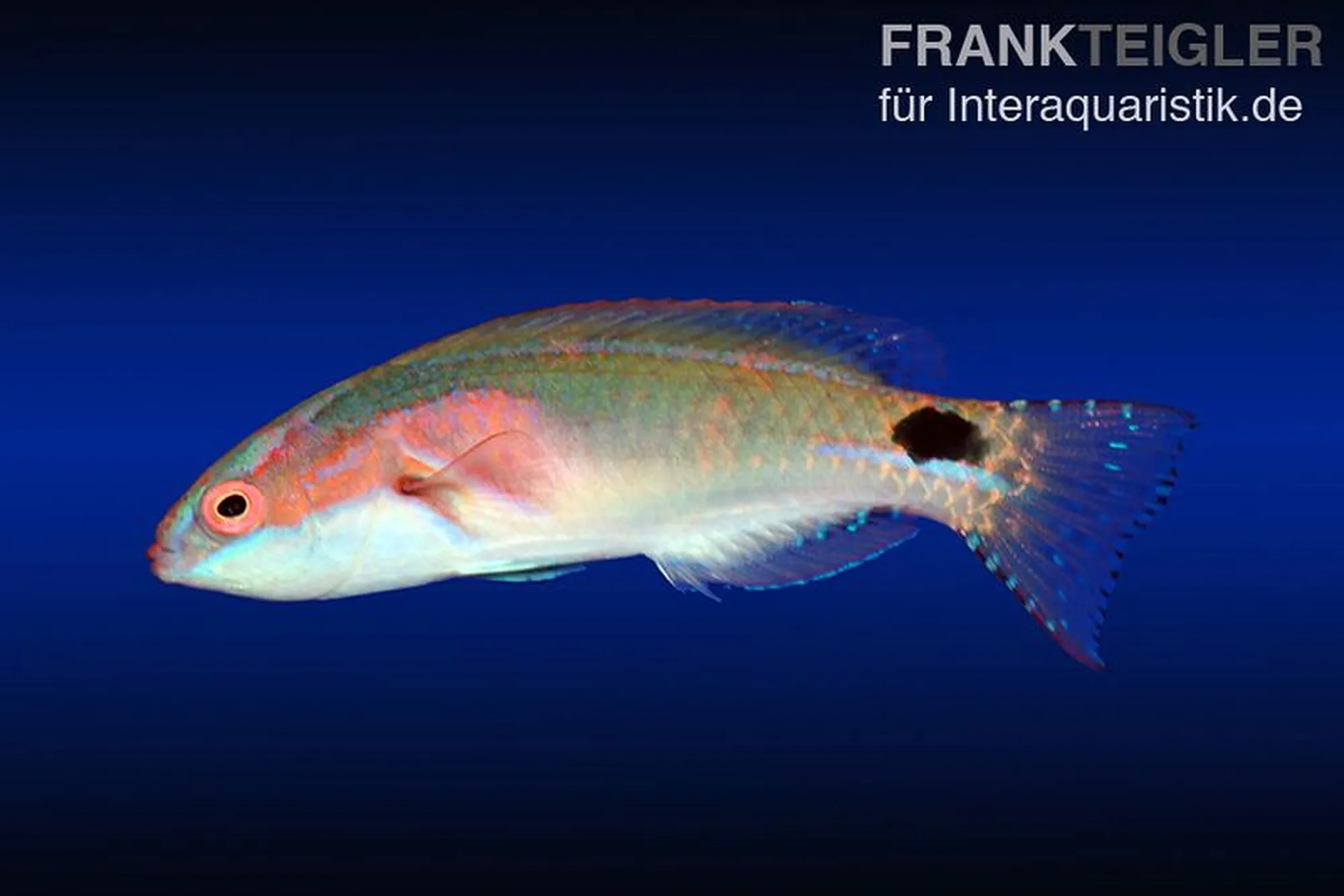 Pracht-Zwerglippfisch, Cirrhilabrus exquisitus