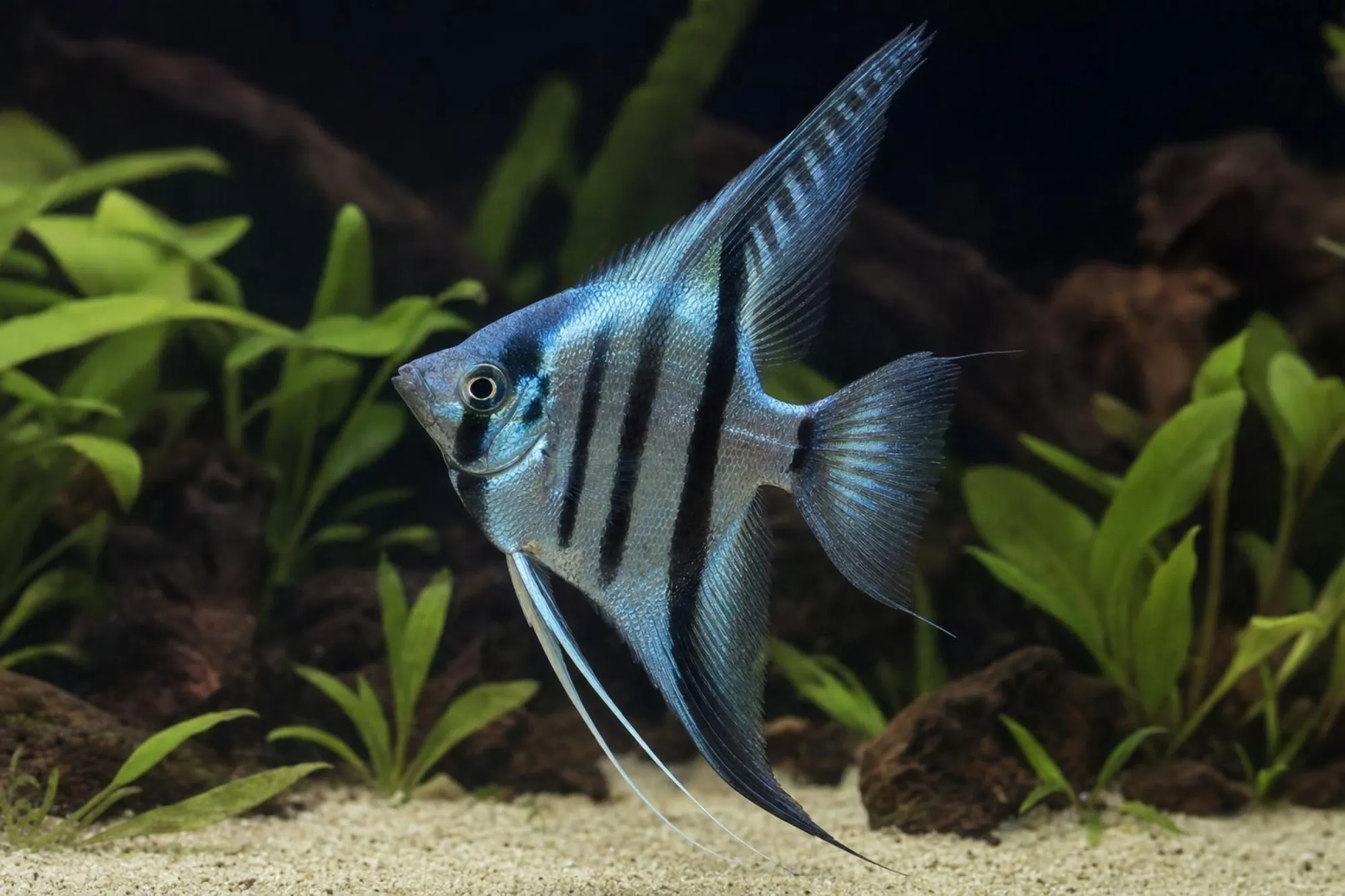 Skalar „Blue Diamond“, Pterophyllum scalare