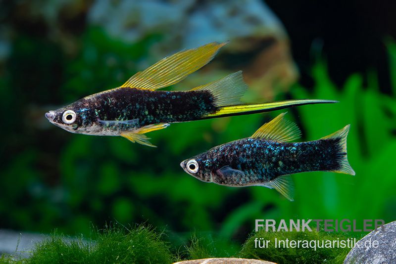 Schwarzer Hochflossen-Schwertträger, Xiphophorus helleri,  Zufällig ausgewählt
