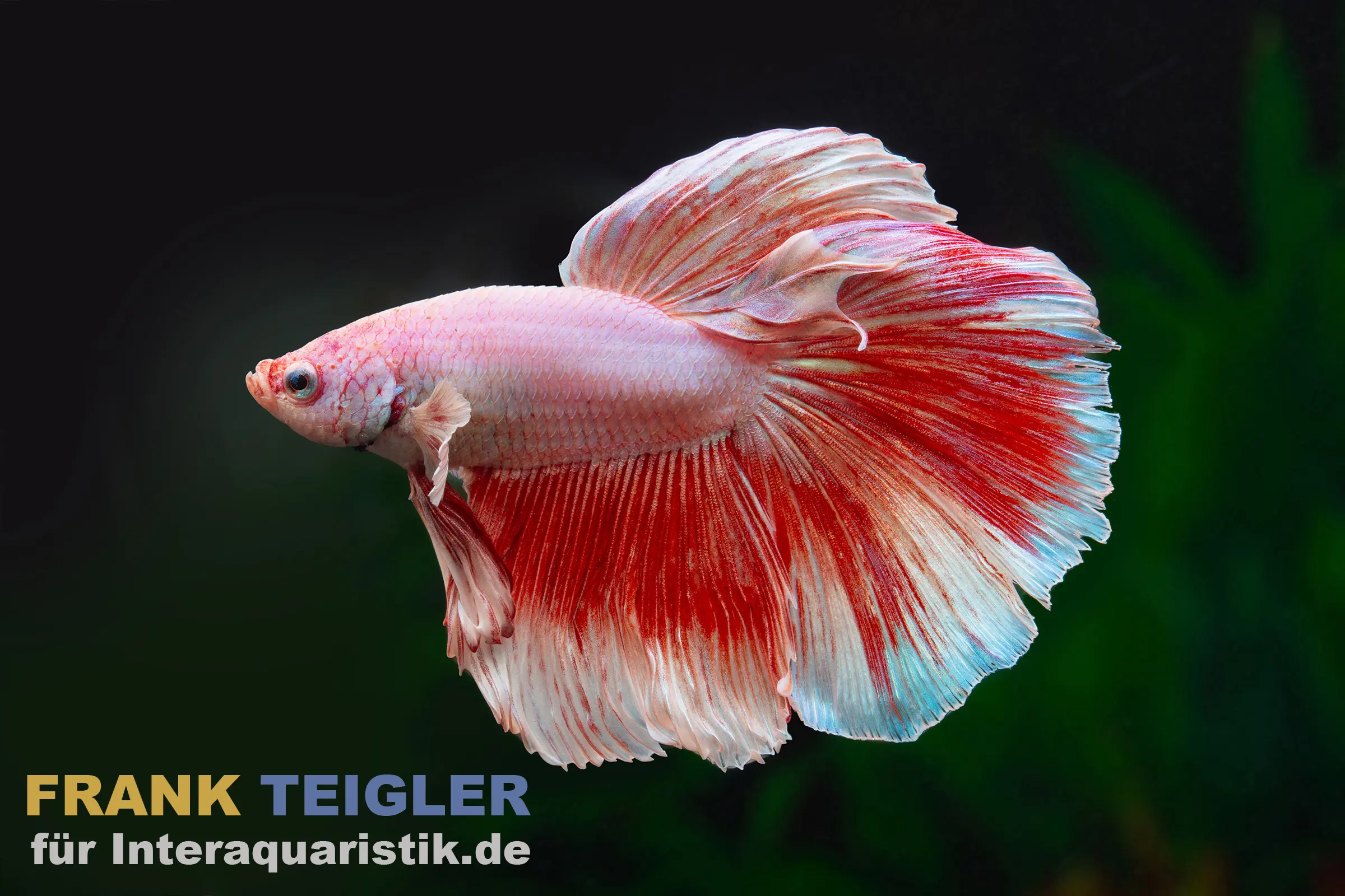 Superdelta Kampffisch (Betta splendens), männliches Fancy Color Mix Exemplar mit roten, weißen und hellblauen Flossen, seitliche Nahaufnahme im Aquarium