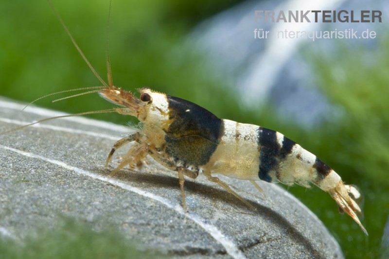 Schwarze Bienengarnele, Caridina logemanni