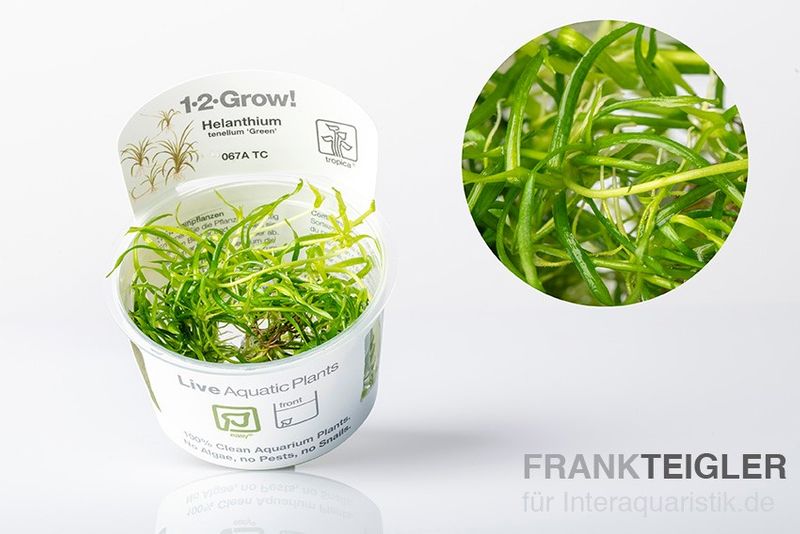 Grasartige Zwergschwertpflanze, Helanthium tenellum "Green", Topf