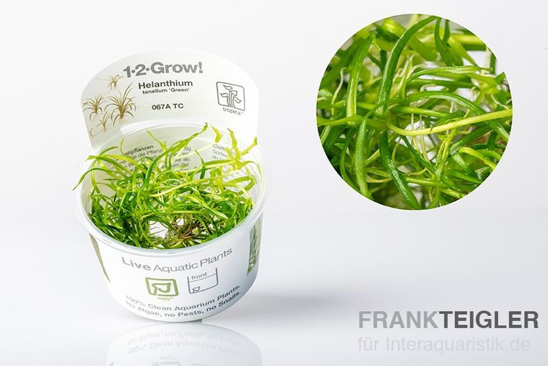 Grasartige Zwergschwertpflanze, Helanthium tenellum "Green", In Vitro