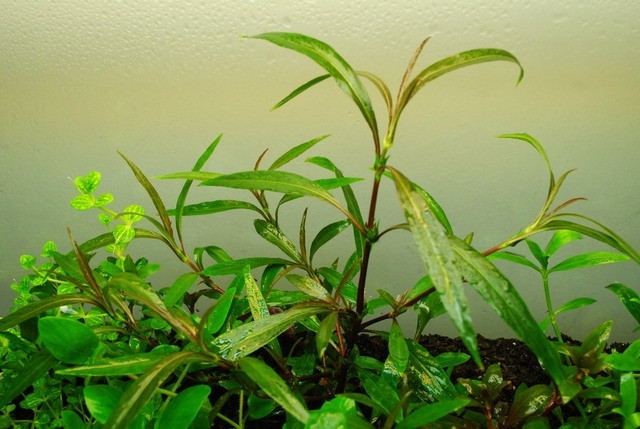 Schmalblättriger Wasserfreund, Hygrophila salicifolia, im Topf