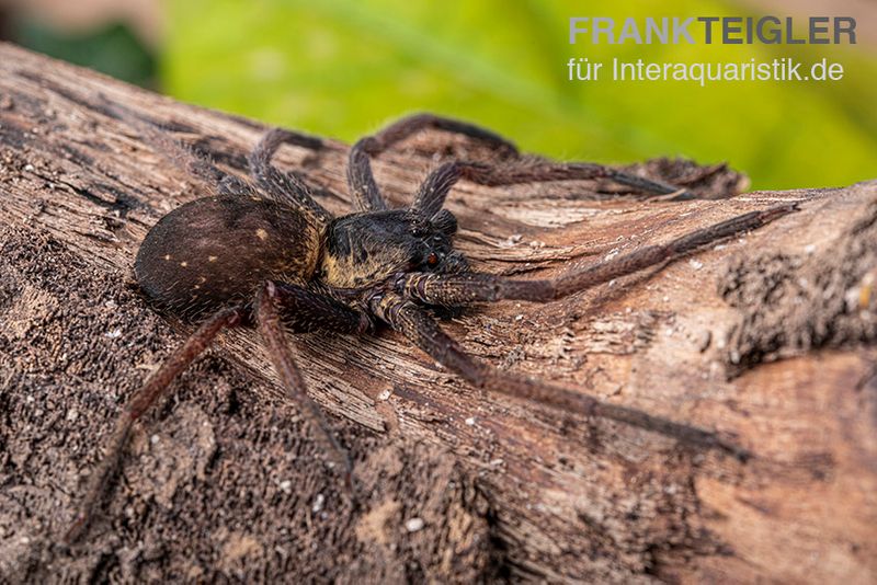 Riesenkrabbenspinne, Heteropoda sp. Indonesien 01