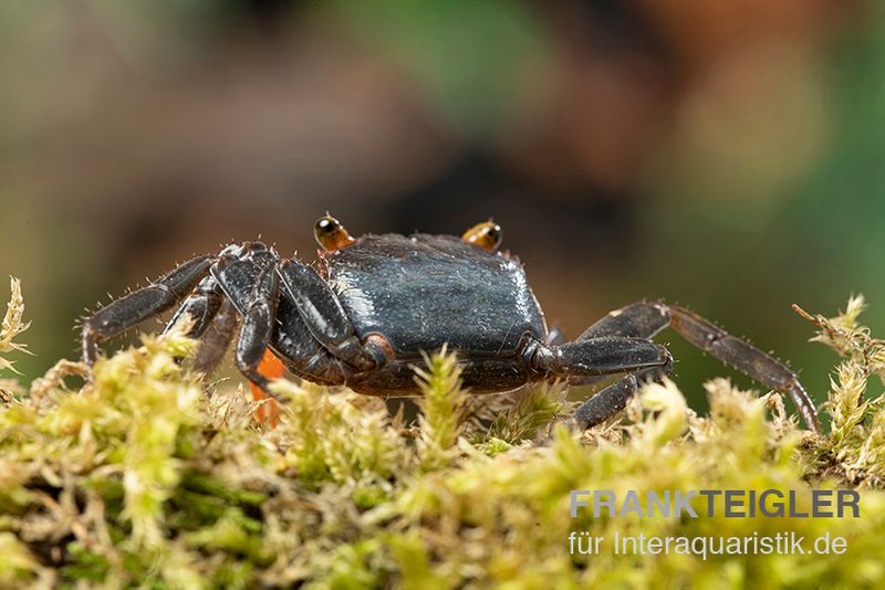 Banyumas-Vampirkrabbe, Geosesarma noduliferum, zufällig gewählt