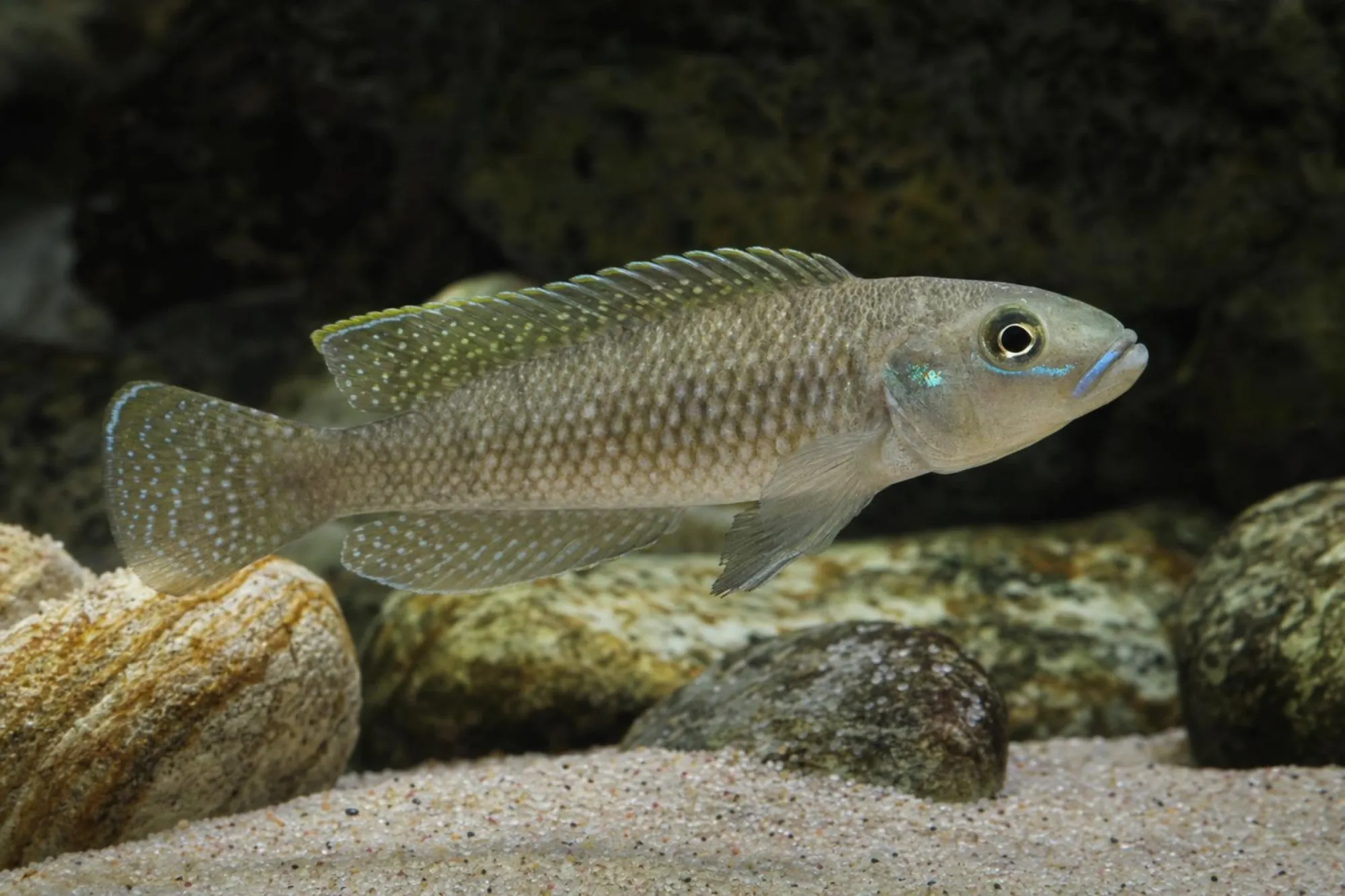 Callipterus-Schneckenbuntbarsch, Lamprologus callipterus