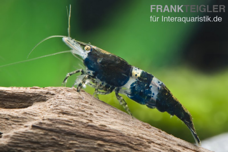 Carbon Rili Shrimp, Neocaridina davidi