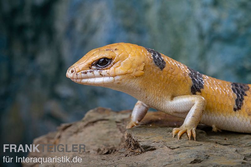 Tunesischer Nachtskink, Scincopus fasciatus