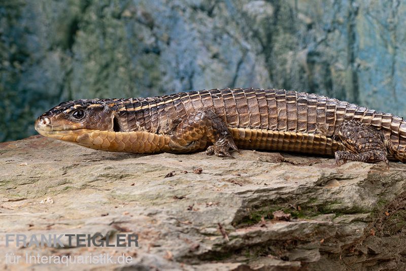 Braune Schildechse, Gerrhosaurus major