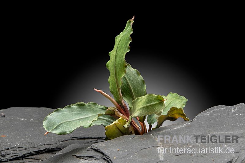 Bucephalandra "Theia Red", lose Pflanze