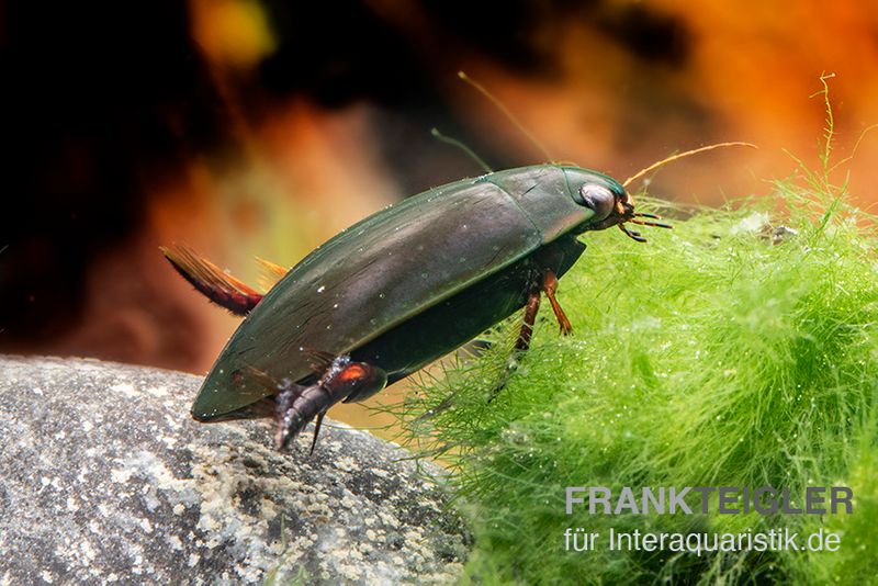 Taumelkäfer, Gyrinus sp. Nigeria