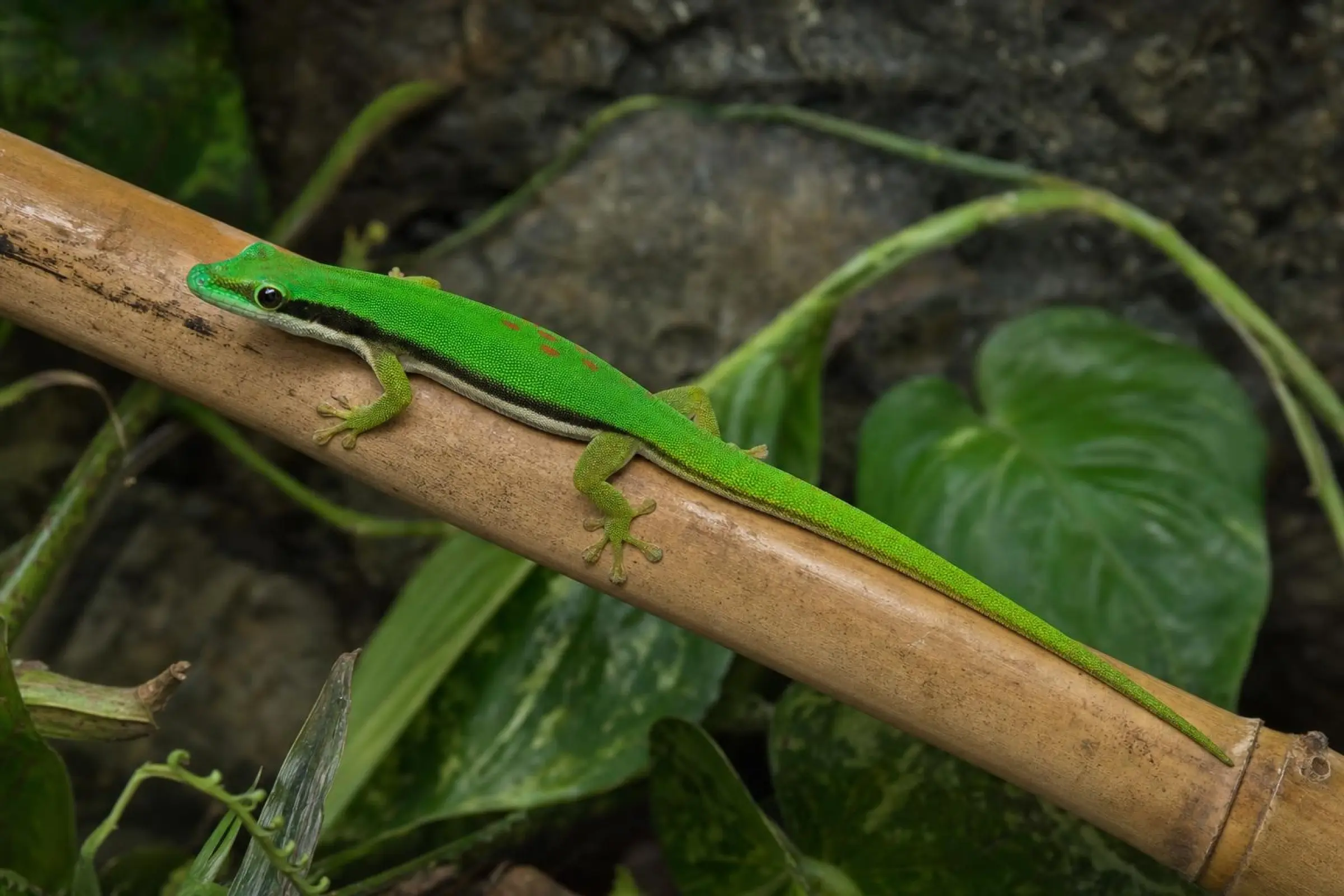 Schwarzstreifen-Taggecko aus Nachzucht, Phelsuma nigristriata