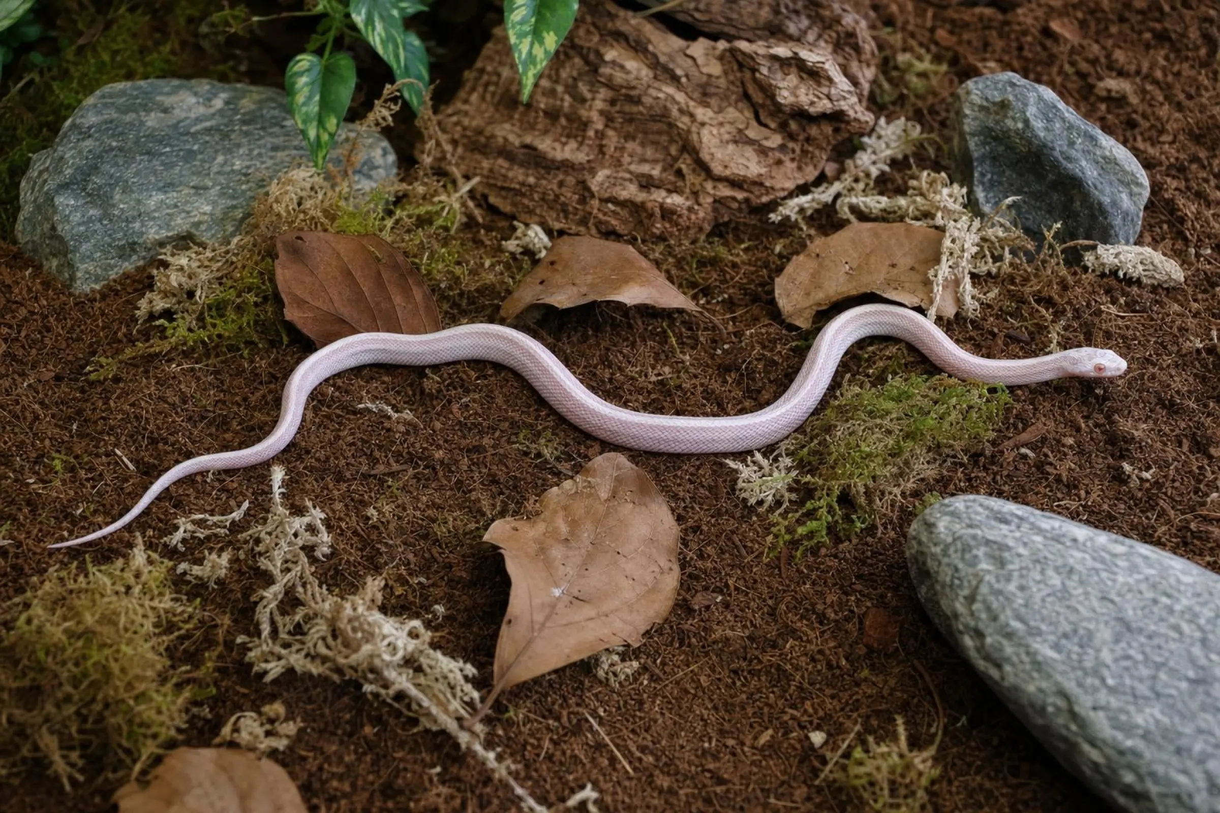 Snow-Toffee-Motley-Stripe-Kornnatter, Pantherophis guttatus