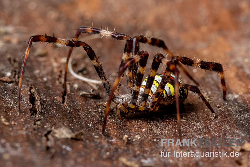 Mehrfarbige Argiope-Spinne, Argiope versicolor