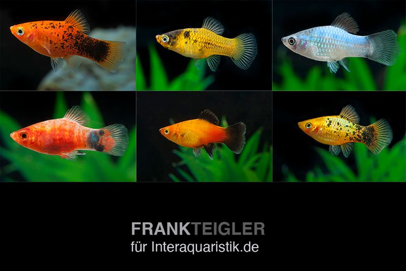 Platy Farbmix, Xiphophorus maculatus