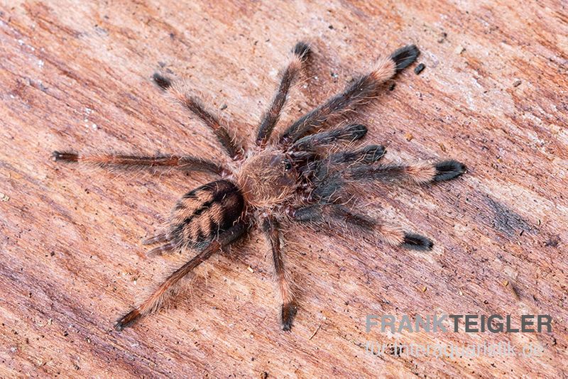 Grüne Trinidad-Vogelspinne, Psalmopoeus cambridgei, Spiderling 3/4''