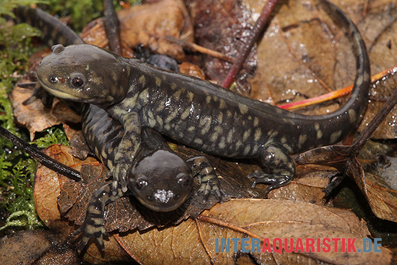 Tigersalamander, Ambystoma tigrinum tigrinum