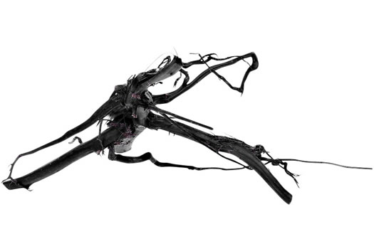 Filigranes Moorkienholz, vorgewässert in 4 Größen (Kienholz)