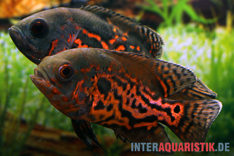 Oscar Rot-Tiger, Astronotus ocellatus