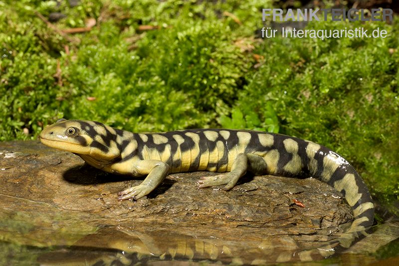 Tigersalamander, Ambystoma tigrinum tigrinum