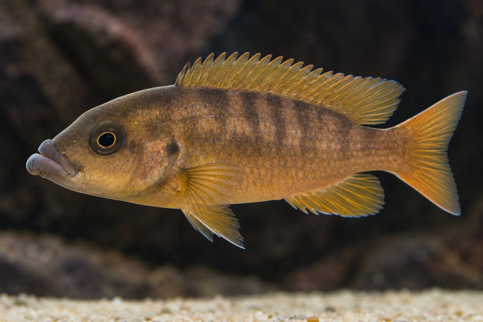 Malawi-Wulstlippenbuntbarsch, Abactochromis labrosus