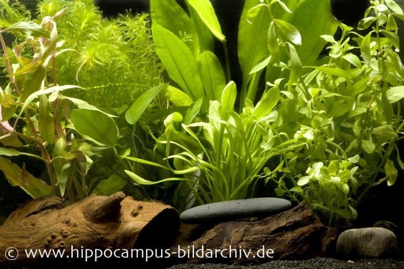 Aquarienpflanzen-Einsteigerset für 60 cm Aquarium, Aquarienpflanzen-Set