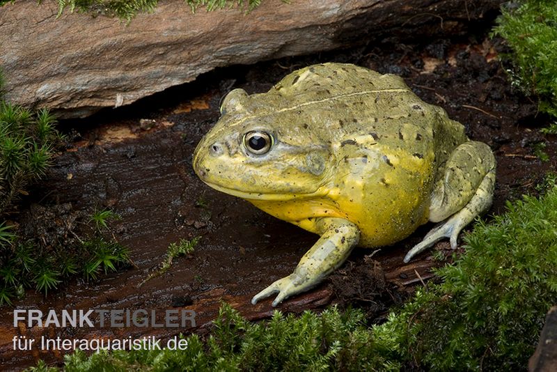 Afrikanischer Ochsenfrosch, Pyxicephalus adspersus