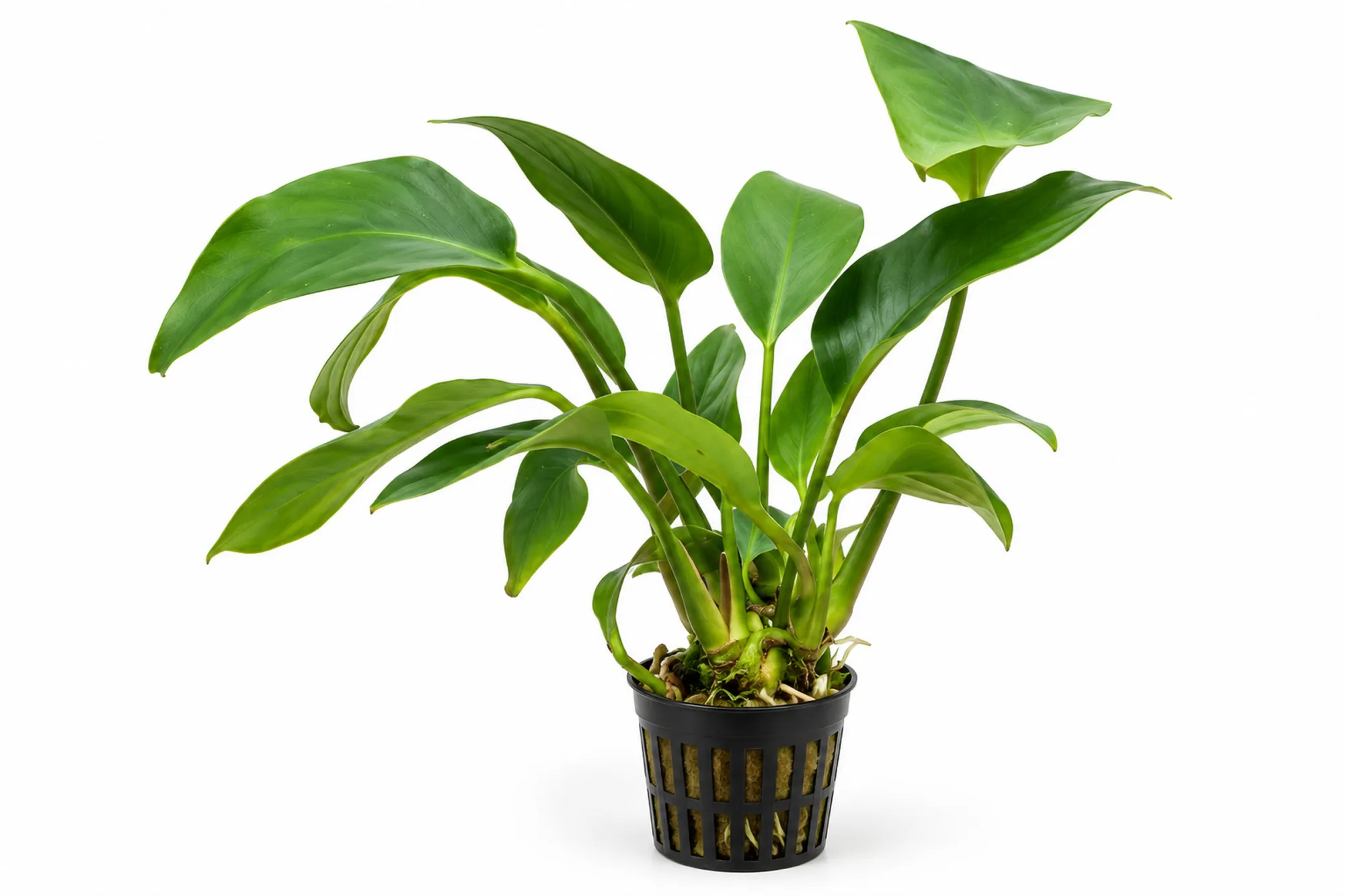 Anubias hastifolia als kräftige Mutterpflanze im XL-Gittertopf mit großen spießförmigen grünen Blättern vor weißem Hintergrund.