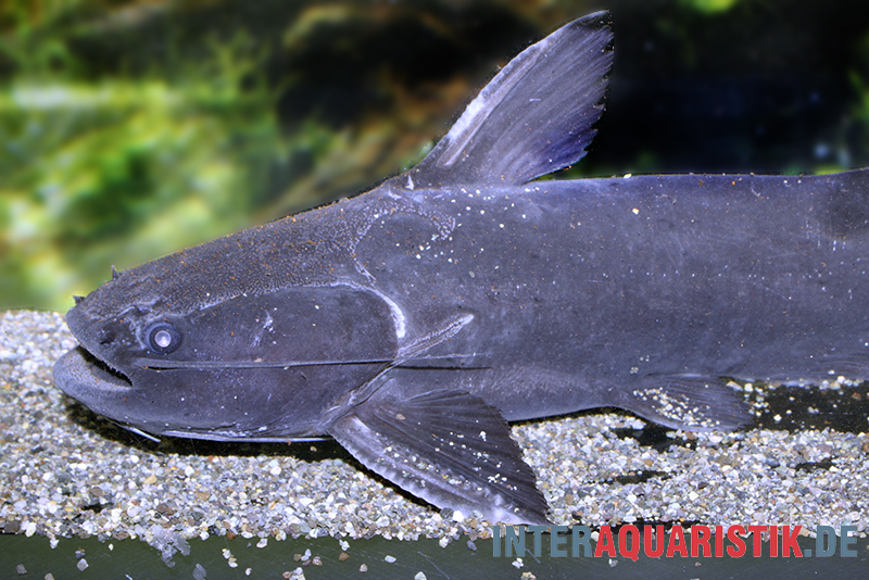 Black Catfish, Trachycorystes trachycorystes