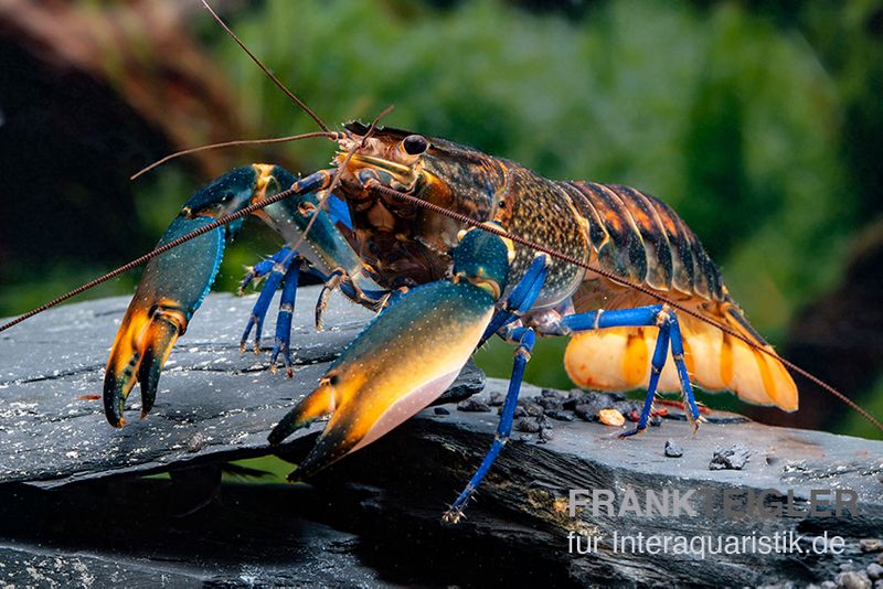 Dunkelblauer Krebs Variante III, Cherax sp. "Blue Moon Type III", Paar (1 Männchen + 1 Weibchen)