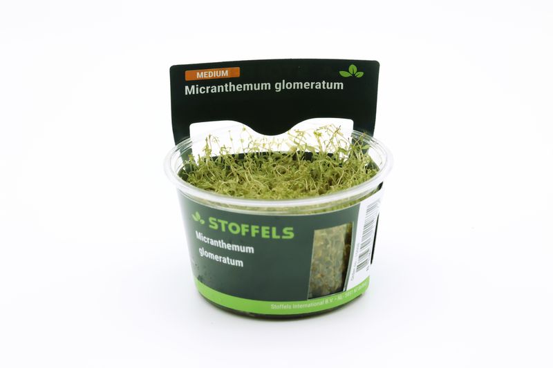 Amerikanisches Perlkraut, Micranthemum glomeratum, In Vitro Amerikanisches Perlkraut, Micranthemum glomeratum, In Vitro