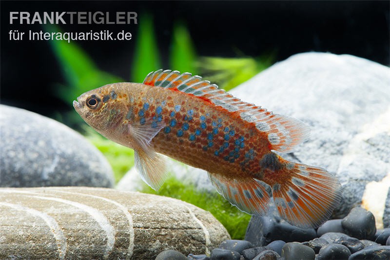 Roter Badis, Badis ruber