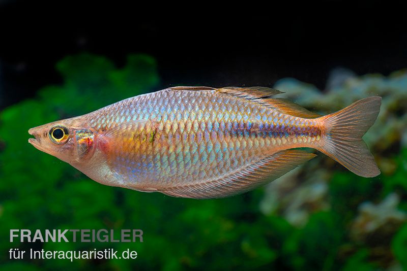 Kiura-Regenbogenfisch, Melanotaenia cf. goldiei "Kiura", 5 Tiere