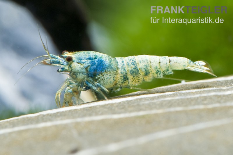 Taiwan Bee Blue Bolt Face, Caridina spec.