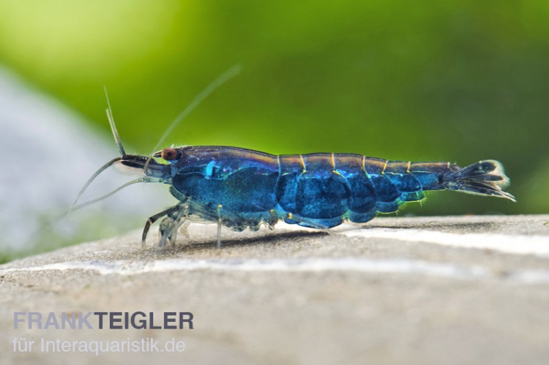 Blue Diamond Garnele, Neocaridina davidi "Blue Diamond"