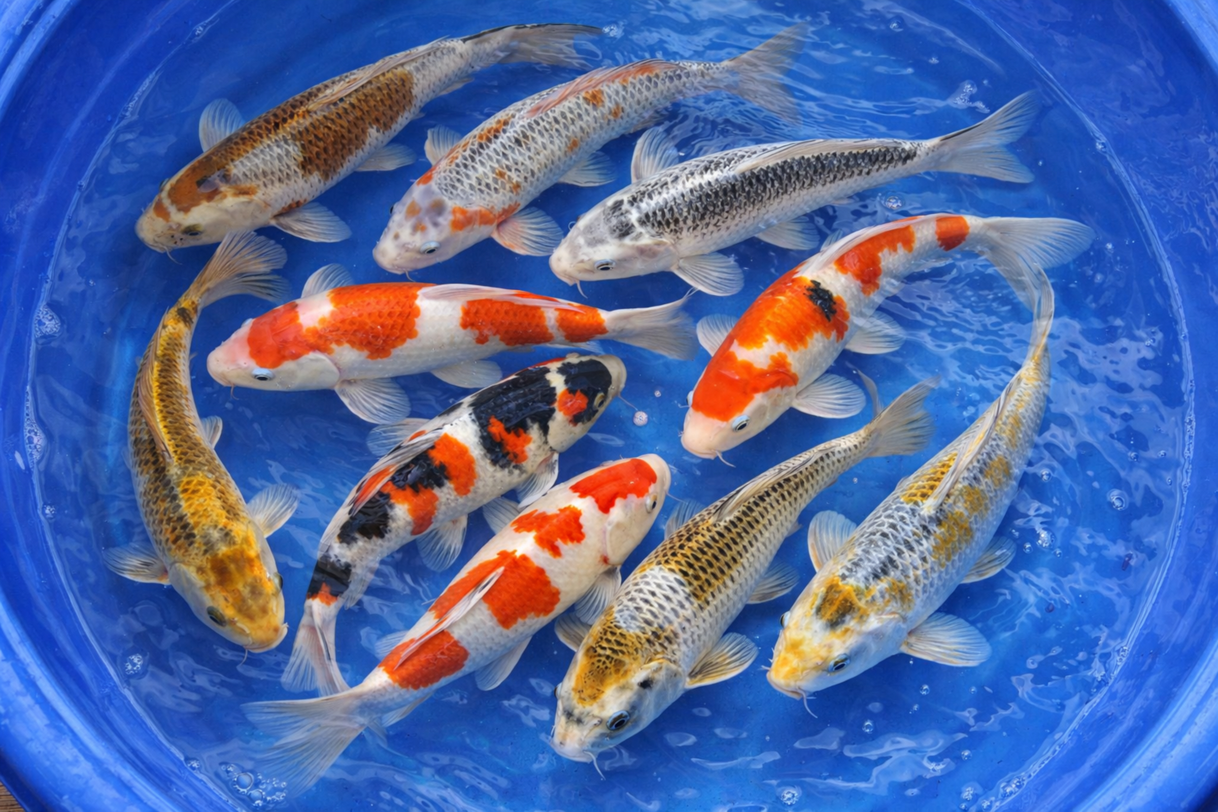 Mehrere bunte Koi-Karpfen mit roten, schwarzen, weißen und goldenen Zeichnungen in einem blauen Behälter, Draufsicht