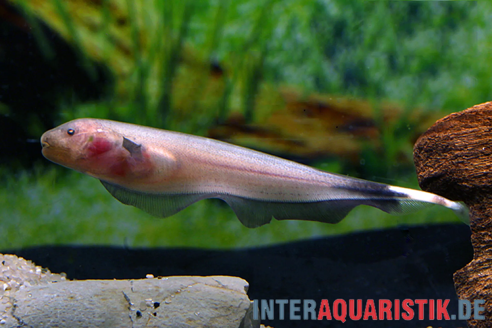 Nahaufnahme eines schlanken Messerfischs im Aquarium, seitliche Ansicht mit wellenförmiger Unterflosse, grünen Pflanzen und Aquariendekoration im Hintergrund