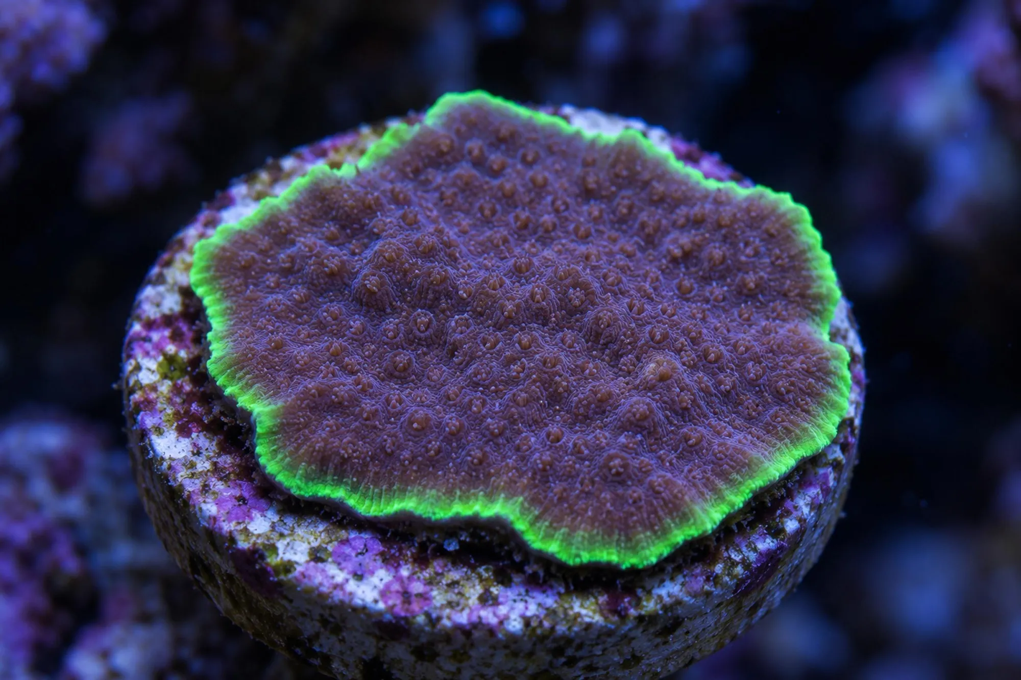 Psammocora-Steinkoralle „Neon Edge“ (Nachzucht), Psammocora spec., Größe S–M