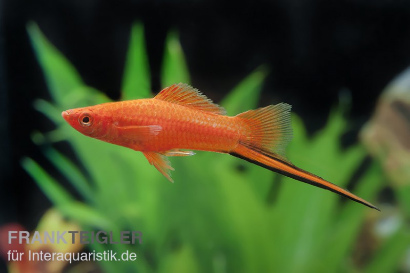 Roter Schwertträger, Xiphophorus helleri, Zufällig ausgewählt