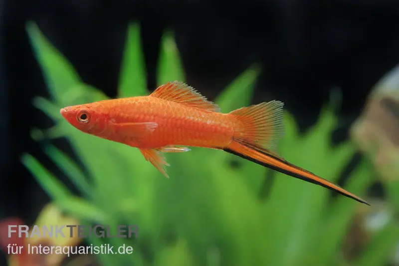 Roter Schwertträger, Xiphophorus helleri
