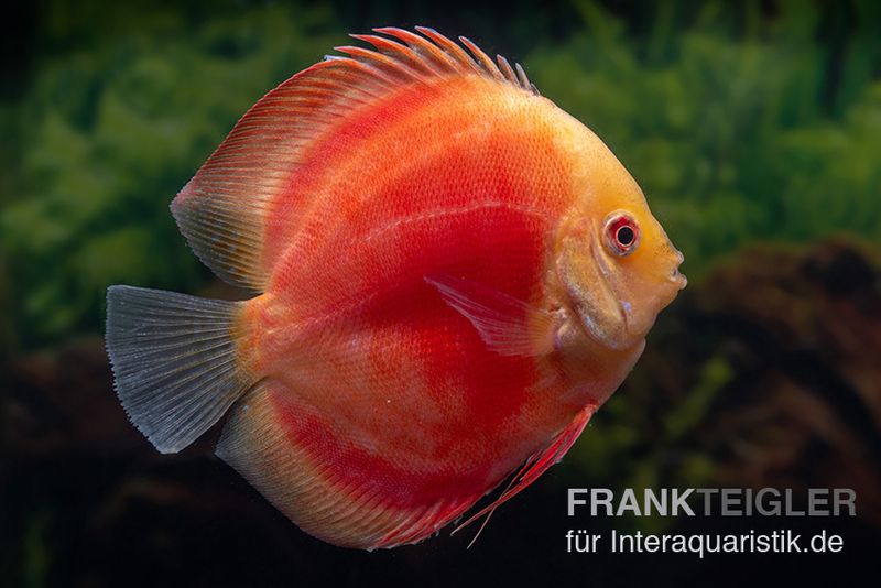 Diskusfisch ASIA-NZ, Symphysodon discus Red Ruby, 2 Zoll, 5-6 cm