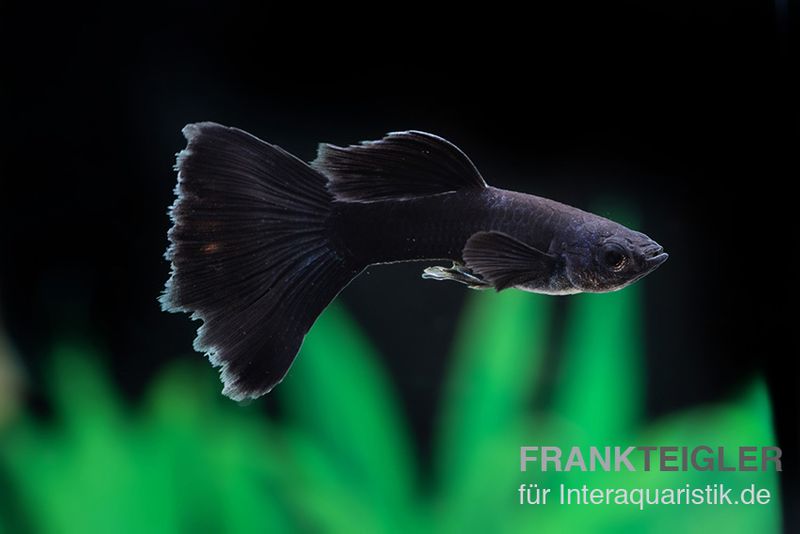 Guppy moskauschwarz, Poecilia reticulata, Männchen