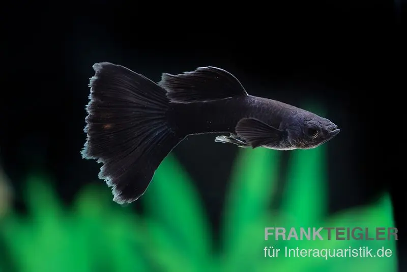 Guppy Moskau schwarz, Poecilia reticulata, paarweise