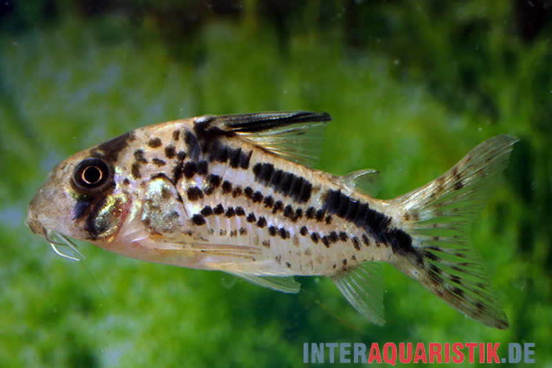 Schrägband-Panzerwels, Corydoras loxozonus