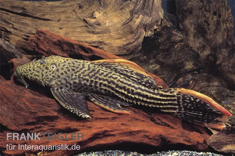 Rotflossen-Kaktuswels, L25, Pseudacanthicus cf serratus NATURFARBEN, 30-33 cm