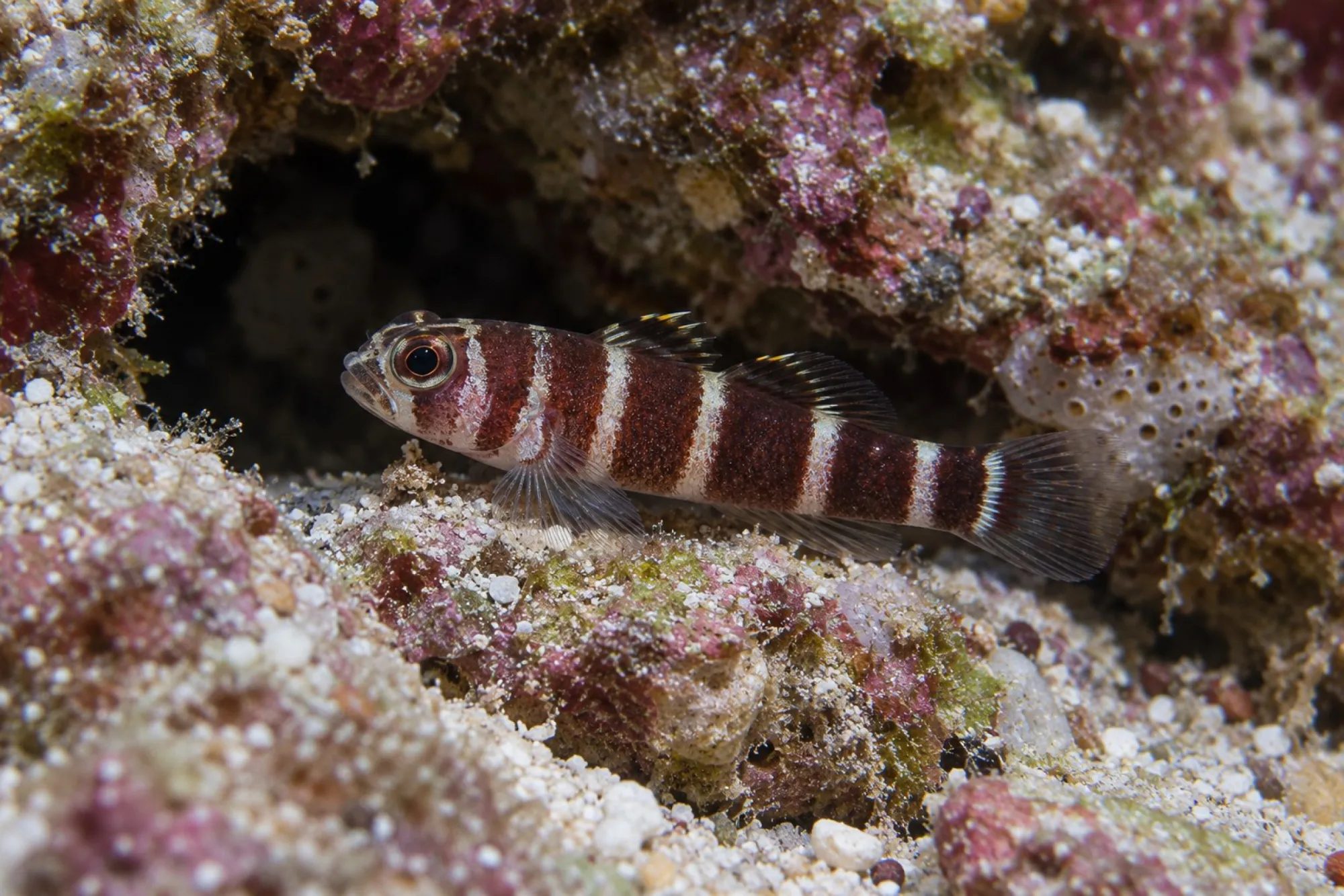 Sägeflossengrundel, Priolepis nocturna
